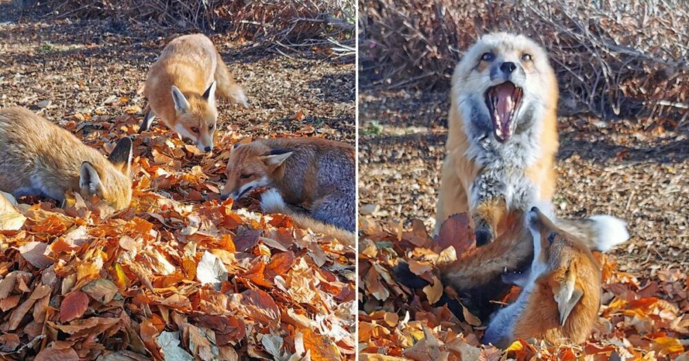 Váhavé lišky se přiblíží k hromadě listí a nakonec se baví jako o život
