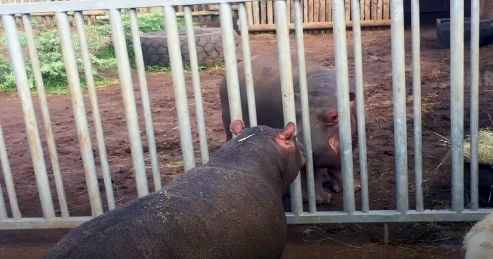 Mládě hrocha odchované nosorožci je poprvé vypuštěno, aby se setkalo s jiným hrochem