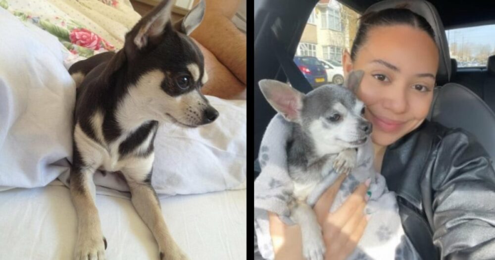 Žena se nevěřícně shledala se ztraceným psem 10 let poté, co jí byl ukraden