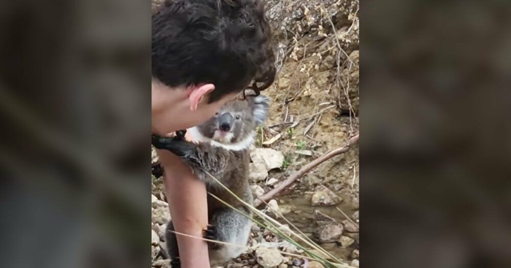 Teenager roztaví srdce a nabídne “přátelskou ruku” malé koale