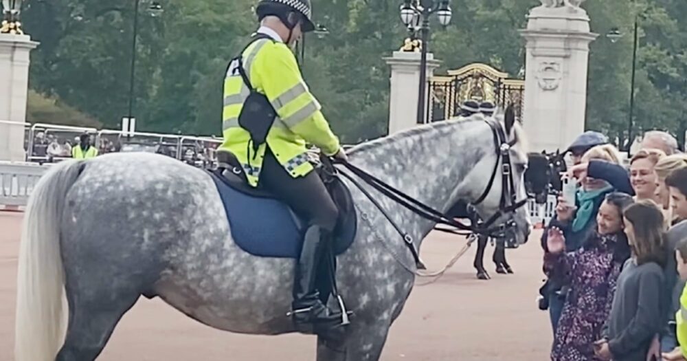 Dobrosrdečný policista přivede svého koně, aby pozdravil malého chlapce