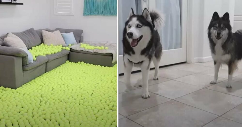 Majitel nechává psy doma samotné s 2000 bankovkami za tenis a nastavuje kamery, aby viděl, co se děje