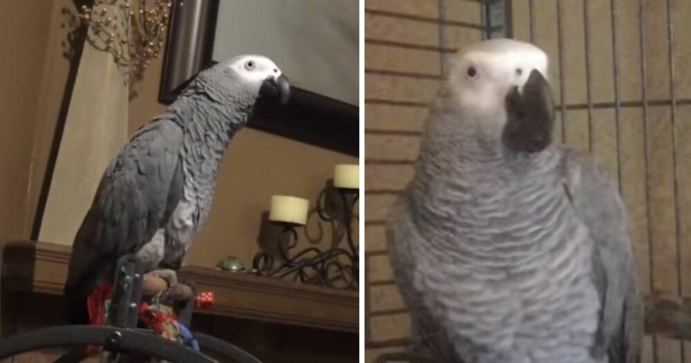 Vtipně drzý papoušek dává svému psímu bratrovi co proto
