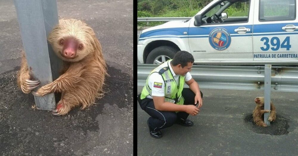 Policisté dostali oznámení o uvízlém zvířeti na dálnici a objevili vyděšeného lenochoda