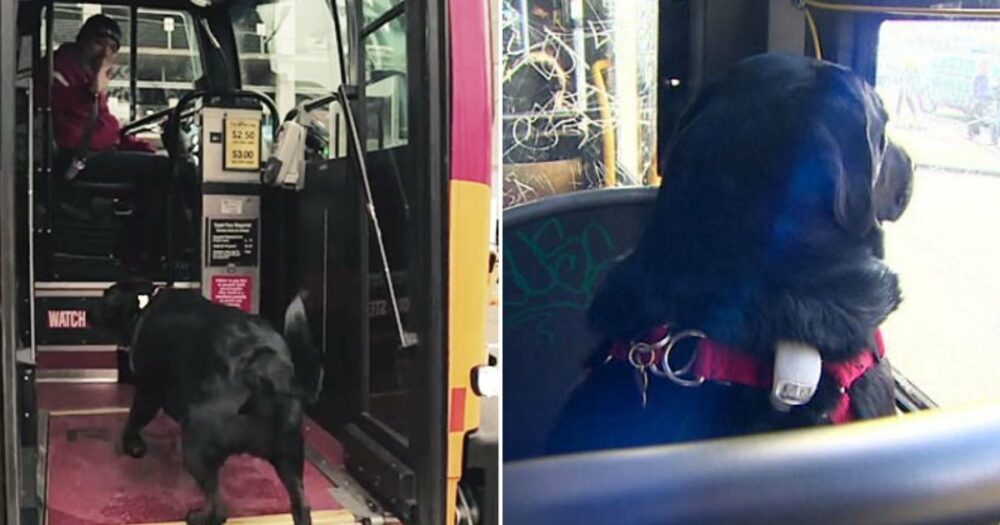 Pes jezdí každý den sám autobusem na své oblíbené místo