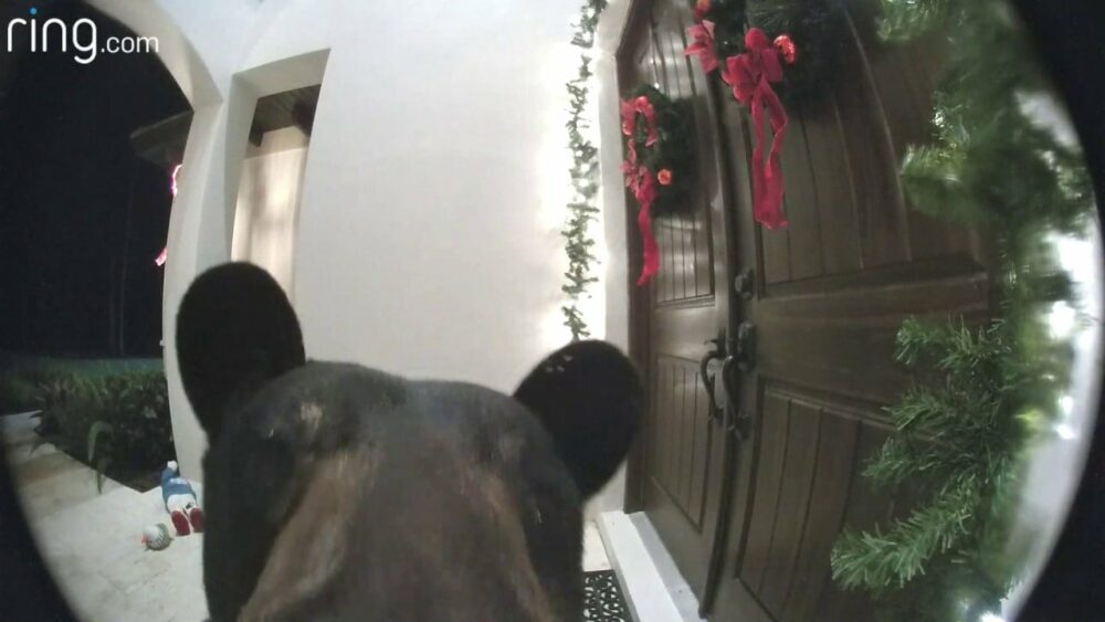 Černý medvěd zazvoní u dveří a když ho majitel domu požádá, aby odešel, chová se slušně