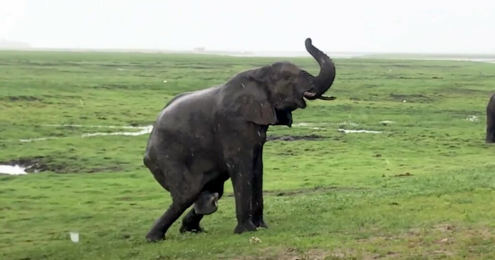 Stádo se vrhá na rodící slonici