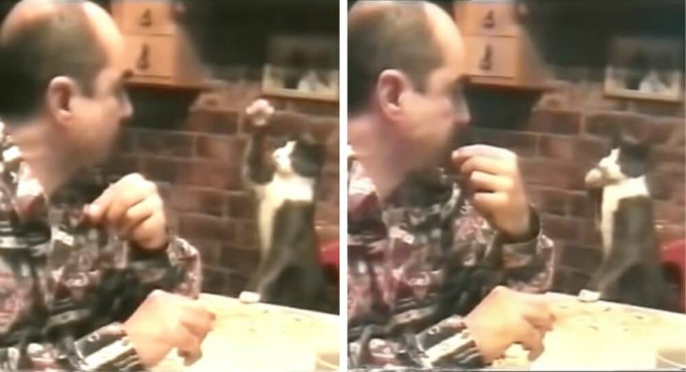 Kočka prosí člověka, který neslyší, o jídlo pomocí znakové řeči –