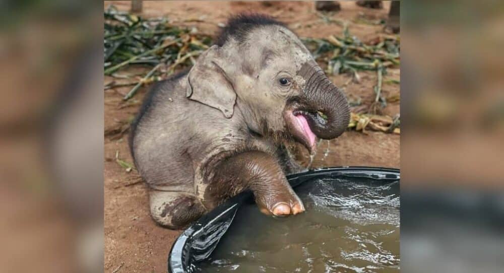 Slon si užívá první koupel poté, co byl zachráněn z cirkusu –