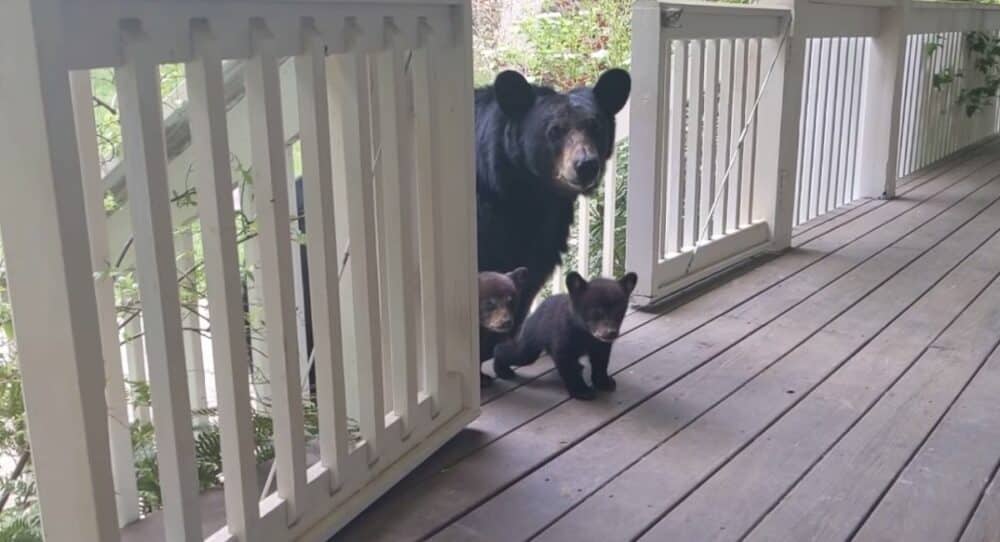 Medvědice se vydává s novými mláďaty za mužem, který jí pomohl v nouzi –