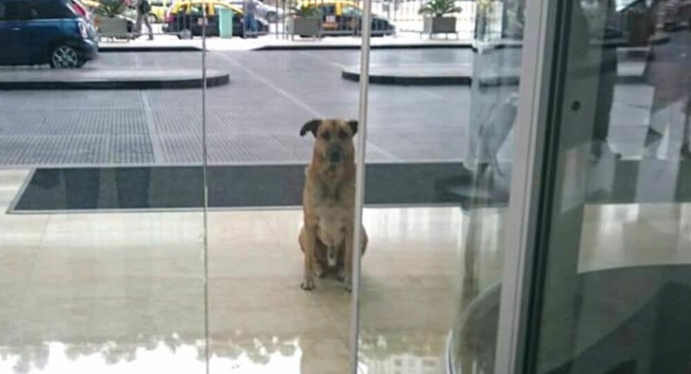 Štěně čeká u hotelové brány na hostesku, která na něj byla milá –