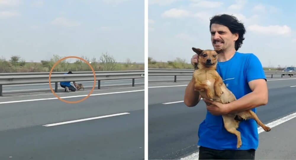 Mladý muž zastaví auto, aby zachránil štěně, které zůstalo uprostřed silnice –