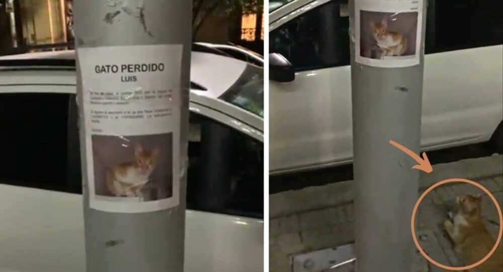 Ztracená kočka si lehne a čeká pod vlastním plakátem –