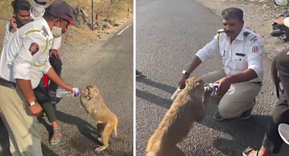Policista zastaví, aby dal napít opici volající o pomoc –