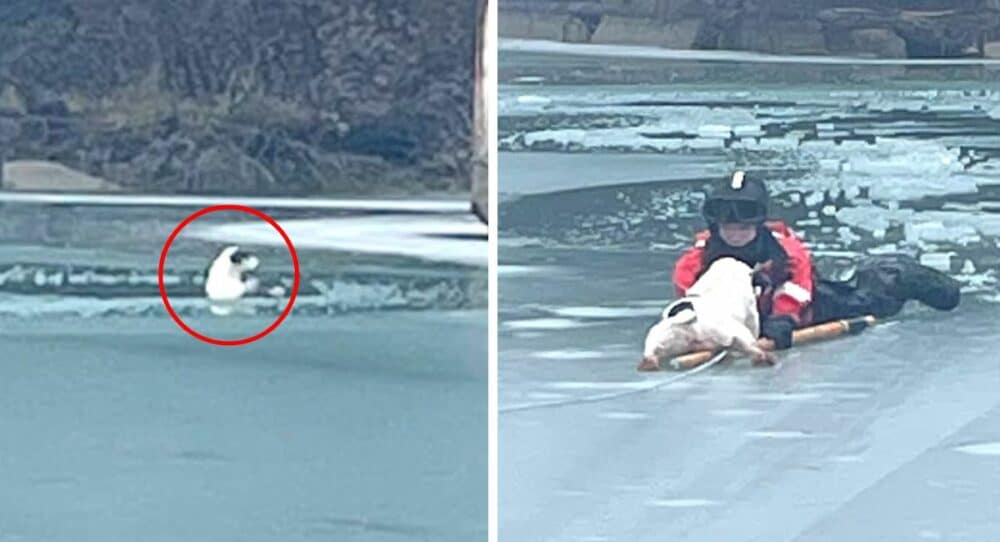 Mladý muž skočil do zamrzlého jezera, aby zachránil štěně volající o pomoc – v nové reportáži