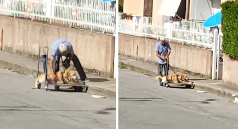 Sir postaví vozík pro svého postiženého psa a každý den s ním chodí na procházku –