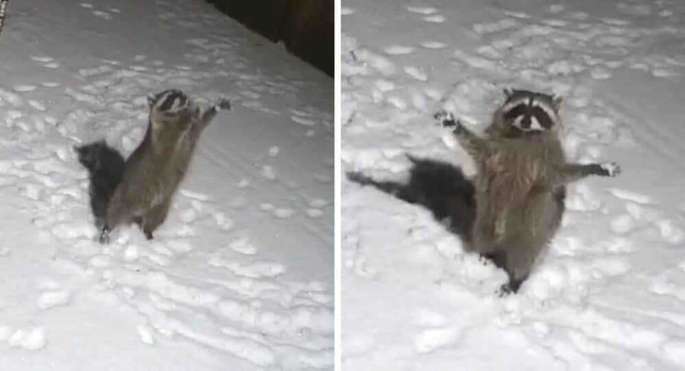 Mýval má radost, když vidí padat sníh, a snaží se ho chytit svými “malými tlapkami” –