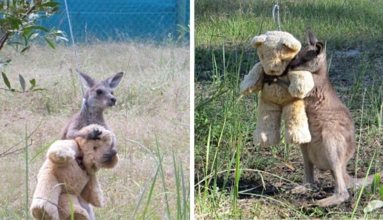 Klokanice, která přišla o matku, objímá plyšového medvídka a nosí ho s sebou –