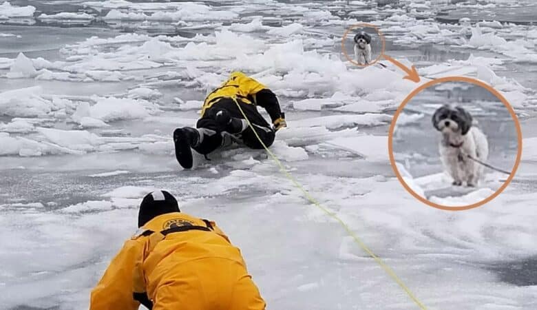 Opatrně se pohybují po tenkém ledě, aby zachránili štěně v nesnázích – a oni v nesnázích jsou