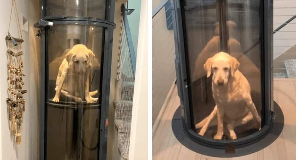Rodina postaví výtah pro své štěně, které neumí chodit po schodech –