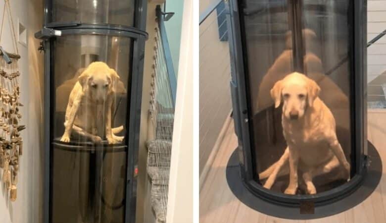 Rodina postaví výtah pro své štěně, které neumí chodit po schodech –