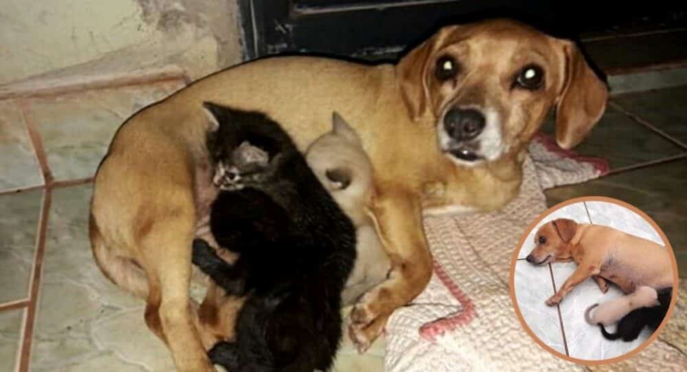 Štěně adoptuje 3 kočky, které matka odmítla, a vychovává je jako vlastní –