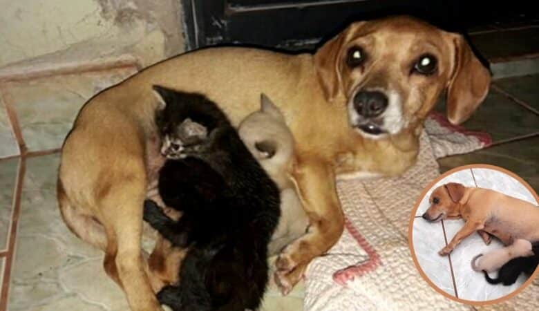Štěně adoptuje 3 kočky, které matka odmítla, a vychovává je jako vlastní –