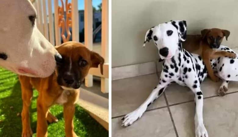 Dalmatin najde štěně bez domova a požádá jeho majitele, aby ho adoptoval –
