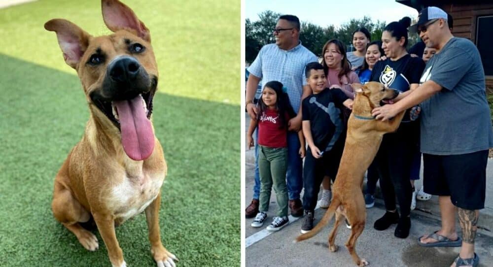 Rodina se shledala s rok starým ztraceným psem poté, co ho viděla na adopční akci