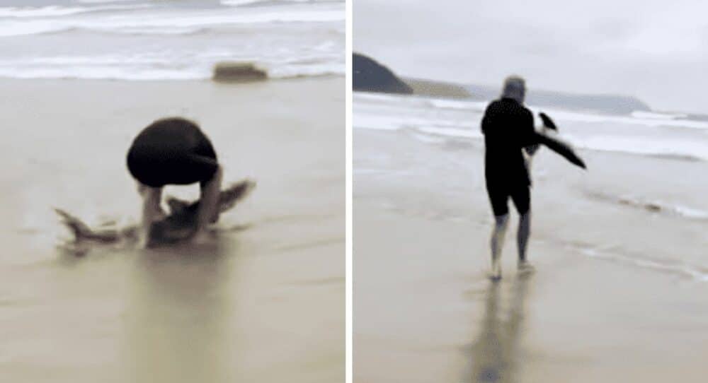 Lord spatří na pláži žraloka a vezme ho do náruče, aby ho vrátil do vody –
