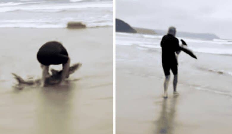 Lord spatří na pláži žraloka a vezme ho do náruče, aby ho vrátil do vody –