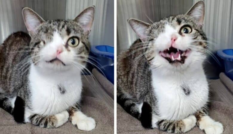 Koťátko, kterému chybí jedno oko, ukazuje svůj nejlepší úsměv, když se dozví, že bylo adoptováno –