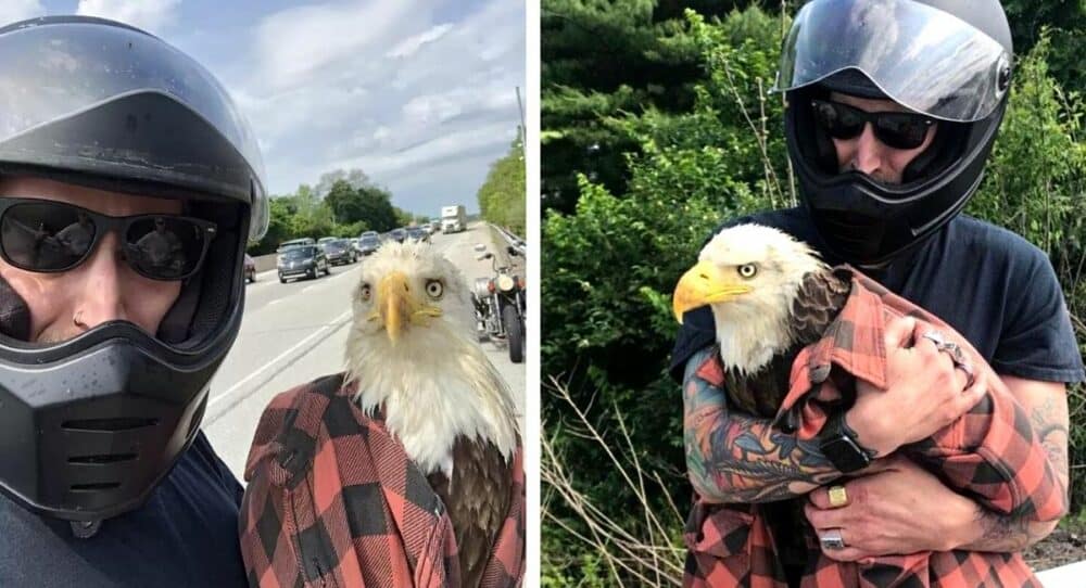 Motorkář zastaví uprostřed silnice, aby zachránil orla –