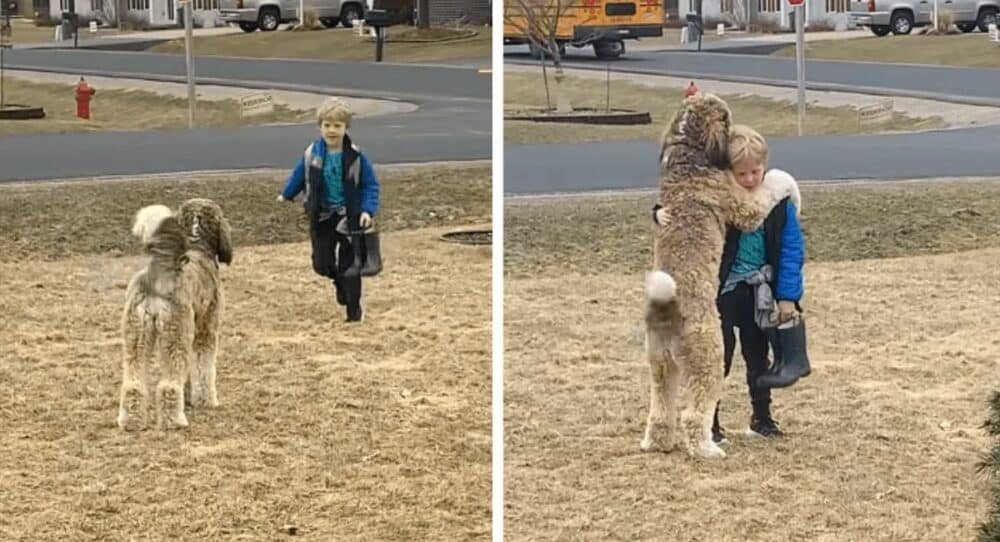 Perrito espera para abrazar a su amado humano cada vez que llega de la escuela –