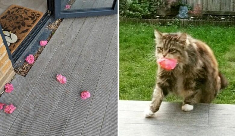 Žena vidí, že jí někdo přinesl květiny ke dveřím, ale uvědomí si, že jí je přináší kotě –