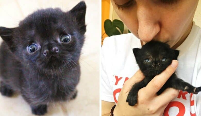 Mladá žena zachránila kotě s dvojitým nosem a dala mu druhou šanci na život –