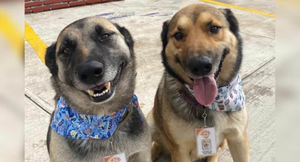 Restaurace adoptuje dva psy bez domova a stanou se z nich nejlepší pracovníci –