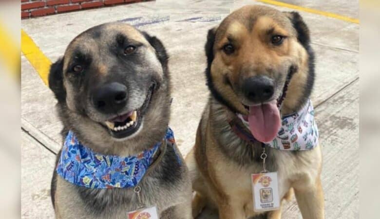 Restaurace adoptuje dva psy bez domova a stanou se z nich nejlepší pracovníci –
