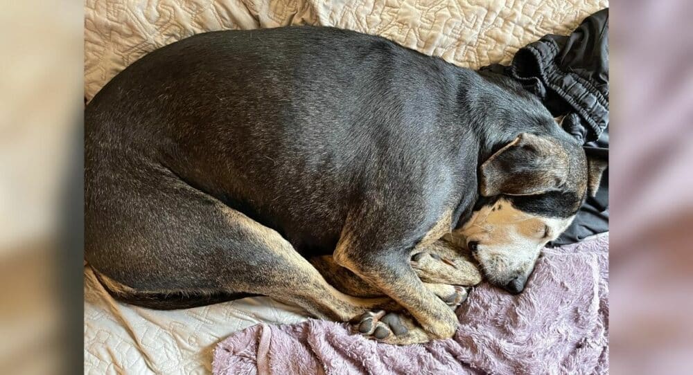 Zachráněné štěně si poprvé po letech užívá postel –