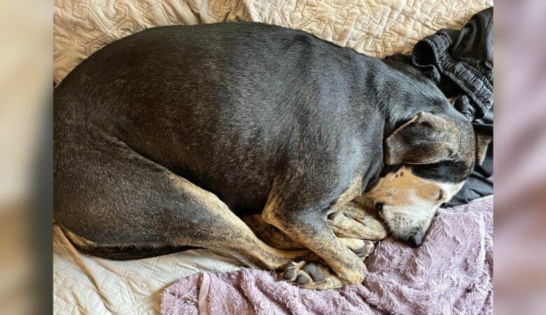 Zachráněné štěně si poprvé po letech užívá postel –