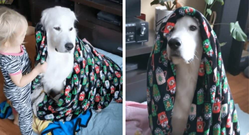 Chlapec vidí, že je jeho štěněti zima, a popadne deku, aby ho přikryl –