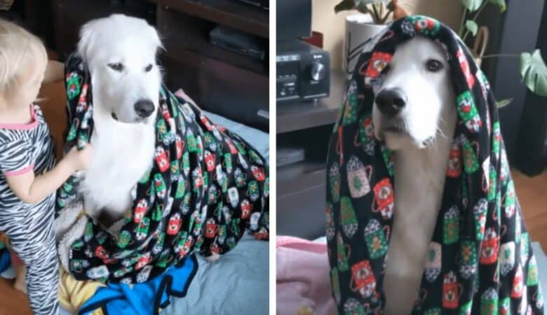 Chlapec vidí, že je jeho štěněti zima, a popadne deku, aby ho přikryl –