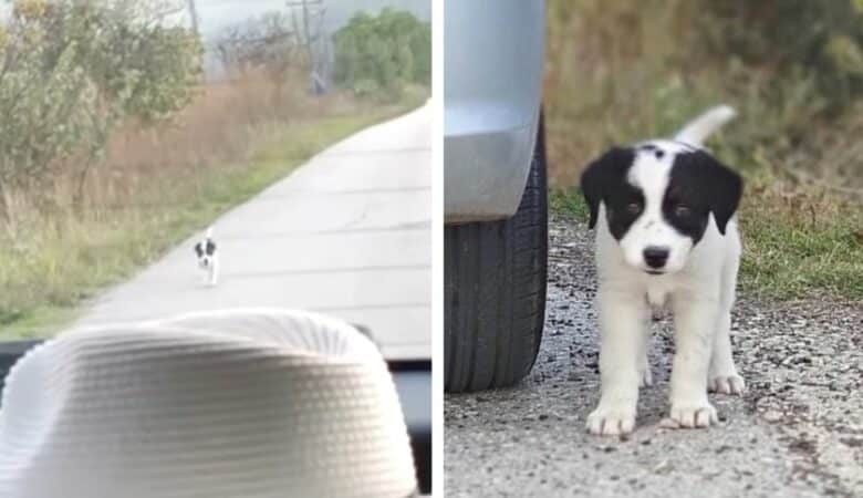 Pes běží za autem v naději, že si ho jeho obyvatelé osvojí –