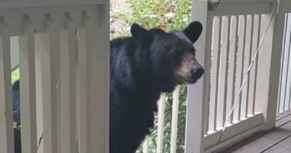 Medvěd se s mužem spřátelí a pravidelně ho navštěvuje, jednoho dne mu představí vzácné hosty