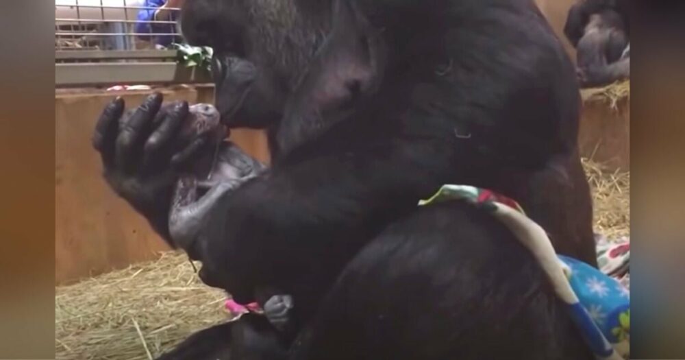 Záběry gorilí mámy, která miluje své novorozené dítě “jako člověk”, roztají 20 milionů srdcí