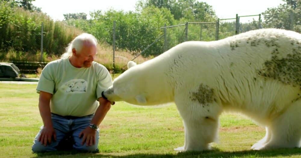 Lední medvědice je na svého lidského otce tak fixovaná, že vrní, když je v její blízkosti