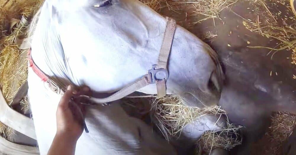 Farmář vidí milovaného koně uvízlého v hluboké údržbové jámě a skočil do akce, aby ho zachránil