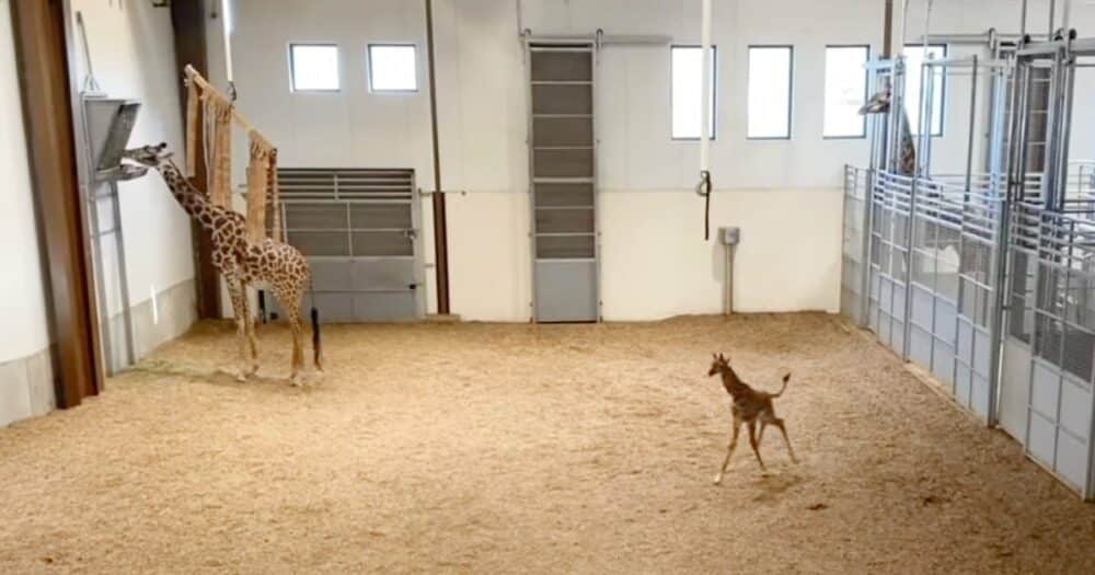 Mládě žirafy předvádí, jak běhá na svých dlouhých nohách několik dní po narození