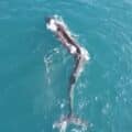 Zachycené záběry ukazují 55metrovou velrybu s těžkým případem skoliózy, který je neobvyklý