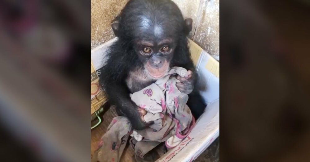 Záchranáři našli malé šimpanzí mládě v kartonové krabici jen s roztrhanou dekou pro pohodlí